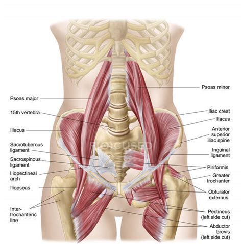 In order to isolate the abdominals, you need to minimize the involvement of the hip flexors and maximize the contraction of the abdominals. Anatomy of iliopsoa with dorsal hip muscles — Stock Photo ...
