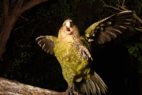 Kakapo Comeback Endangered Earth Touch News