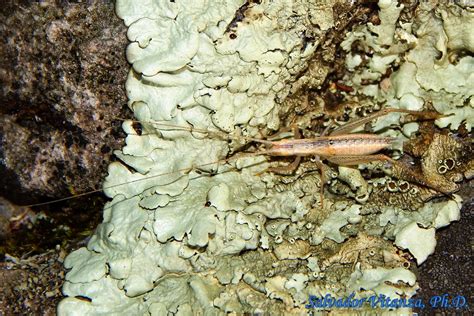 As temperature changes, tree cricket ears adjust at a cellular and therefore mechanical level to match the changing. Orthoptera-Gryllidae-Oecanthus californicus-Western Tree ...