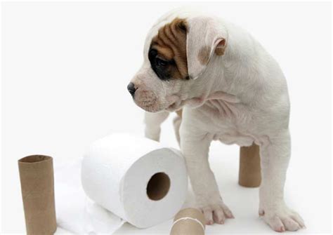 Yellow Diarrhea In Puppies Causes Treatment Pets Wiki