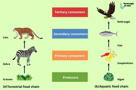What Is Food Chain Definition Types And Examples Leverage Edu