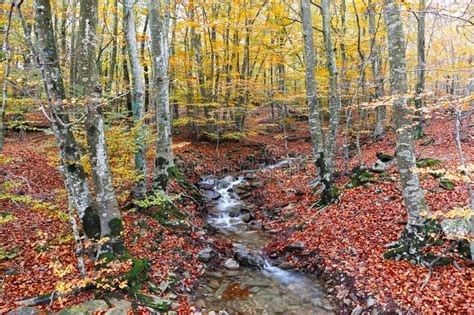 Autumn Beech Forest Wirh Creek Across In The Montseny Natural Park