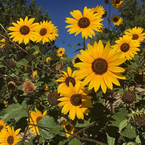 Details 48 Girasol Con Muchas Flores Abzlocalmx