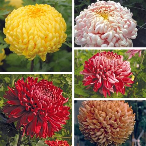 Chrysanthemum Growers Collection Flower Plants From Woolmans