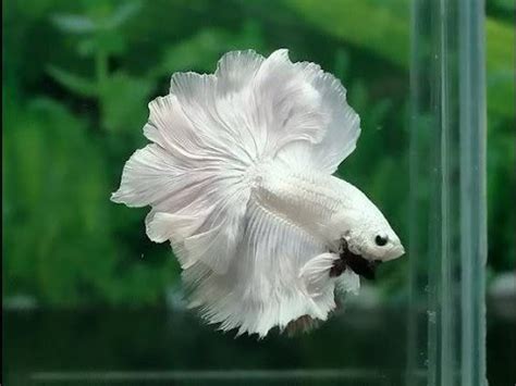 Therefore, not many lucky ones can boast. Most Beautiful Betta Fish in The World | Never Seen Before ...