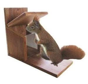 In die seitenwände gebohrte löcher mit 12 mm durchmesser beugen einem hitzestau im sommer und der bildung von kondenswasser vor. Eichhörnchen im haus : II II - 2017 Vogelhaus Tester