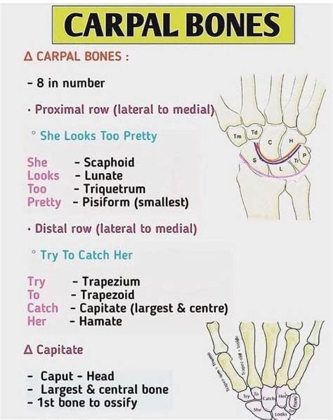 Carpal Bones Medizzy