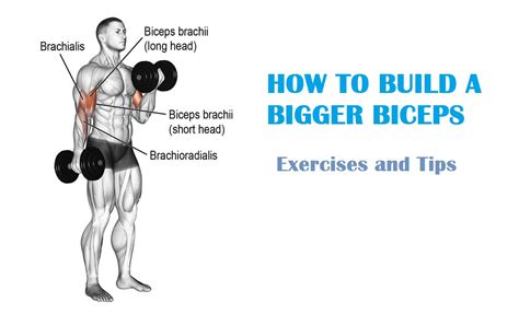 Muscle Palace How To Get Bigger Biceps Fast Tips And Exercises