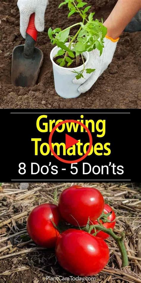 Entretien Des Plantes De Tomates 8 Faire Et 5 à Ne Pas Faire In 2020