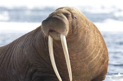Why Was A Walrus Found Buried Next To 8 Human Bodies In Kings Cross