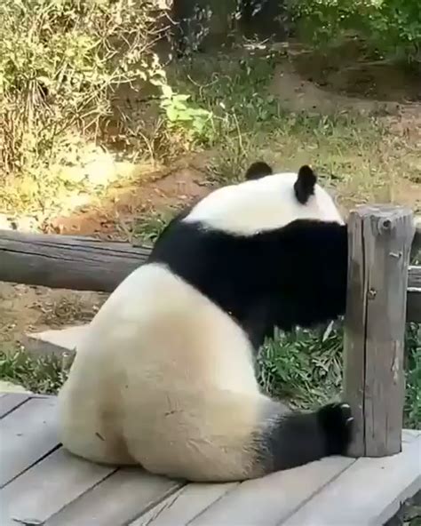 Pandas Sit Alone When Sad Aww 2023