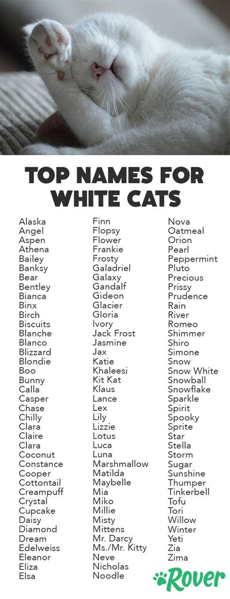 115 Best White Cat Names For 2020 White Cats Kitten Names Girl Girl