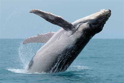 Humpback Whale Australian Antarctic Program