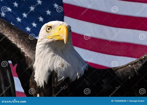 Bald Eagle And American Flag Patriotic Symbols Of Usa America Stock