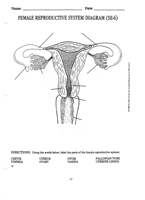 Reproductive System Project Reproductive System Activities Female