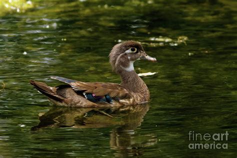 Mother Wood Duck 2 Photograph By Natural Focal Point Photography Fine