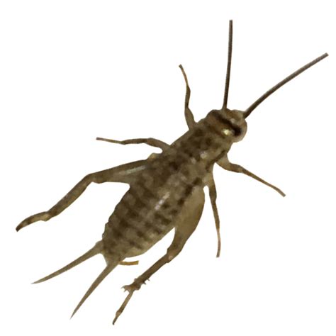 The talking cricket findes i carlo collodis børnebog fra 1883, the adventures of pinocchio , og i film. Cricket insect PNG images free download