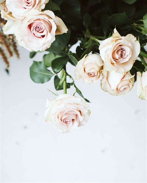 Kokia cookei considered as one of the rarest plant species in the world. The 5 Most Romantic Wedding Flowers | Martha Stewart Weddings