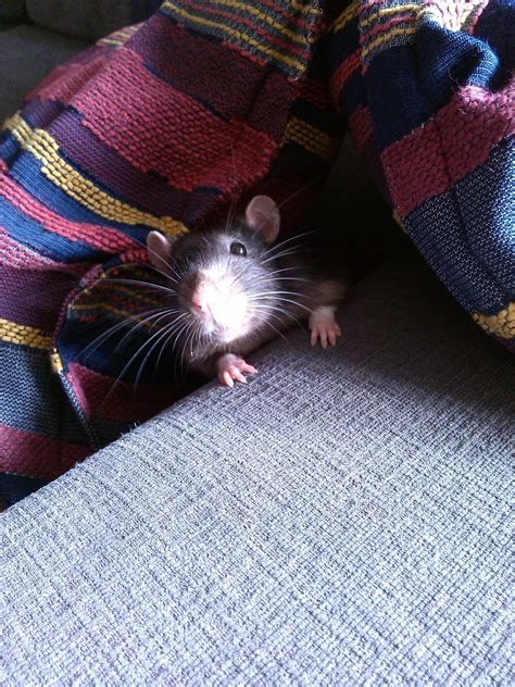 Smiling Rat : r/RATS