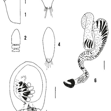 Head Last Three Antennomeres Tergite And Sternite Of The Male Genital