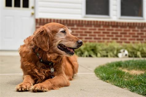 Melanocytes are the cells within the hair follicles that add melanin to the hair as it grows and determine basic coat color. Maggie says "Gray hair don't care!" We love senior dogs ...