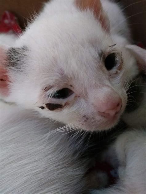 Mengobati Kucing Sakit Mata