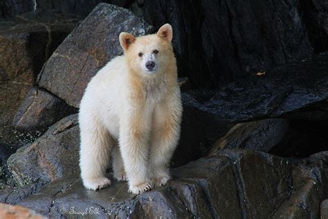 Face To Face With A Spirit Bear Travel For Wildlife