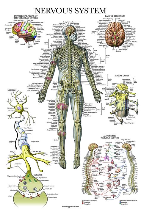 Anatomy Physiology Nervous System