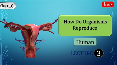 How Do Organisms Reproduce Sexual Reproduction Female Class 10