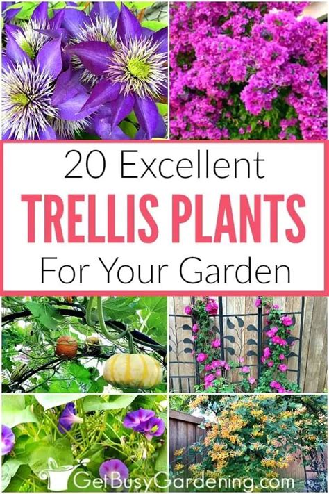 We did not find results for: 20 Excellent Trellis Plants For Your Garden in 2020 ...