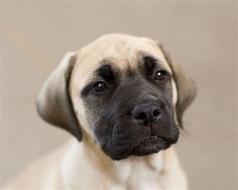 Submit pictures of your cute mastiff puppy for the whole world to see. Cute Puppy Pictures