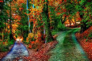 Trails In Autumn Forest Image Abyss
