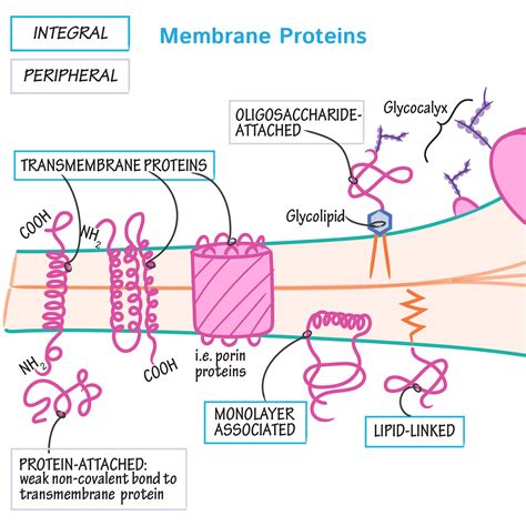 Cell Biology Glossary Membrane Proteins Draw It To Know It