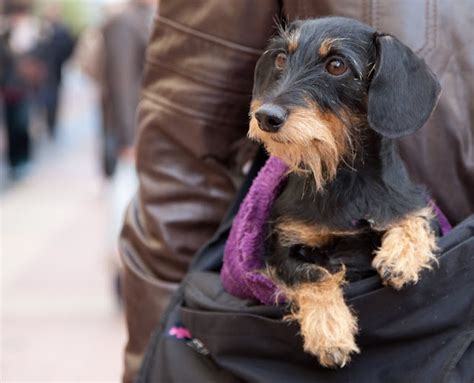 Dachshunds with wired coat type function well in areas with wire haired dachshund temperament. 1000+ images about Wirehaired Dachshunds on Pinterest ...