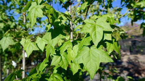 A brilliant contrast to green summer foliage. Small to Medium Shade Trees For Your Garden | Lakeside Plants & Nursery
