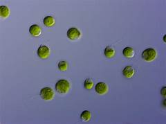 Unveiling The Secrets The Science Of Grief And How To Cope