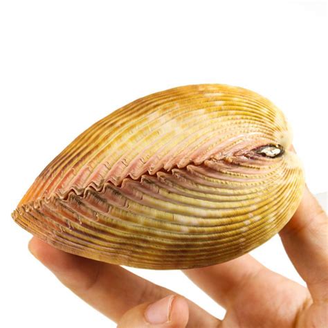 Natural Seashell Bird Tail Clam Couple Clams Double Sided Big Conch Specimen Beach Nautical