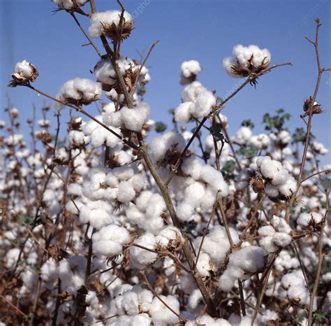 Ripe cotton crop - Stock Image - C023/6973 - Science Photo Library