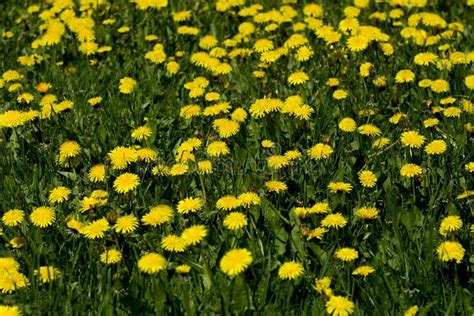 Dandelion In The Spring Green Meadow Stock Image Image Of Covered