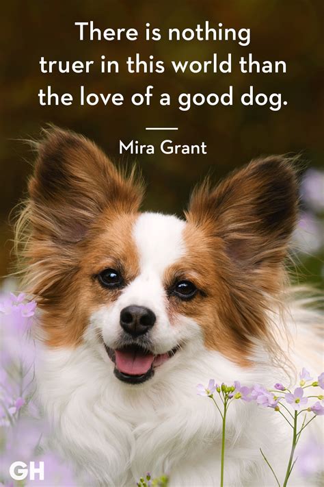 The second international congress for the protecting of nature, which took place in florence, proclaimed the day to remind humanity of the responsibility humans have towards their pets. 27 Quotes For The Dog Obsessed - LAUGHTARD