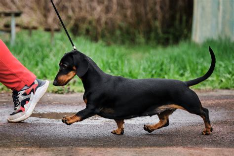 What Are The Causes For A Dachshund With Kinked Tail