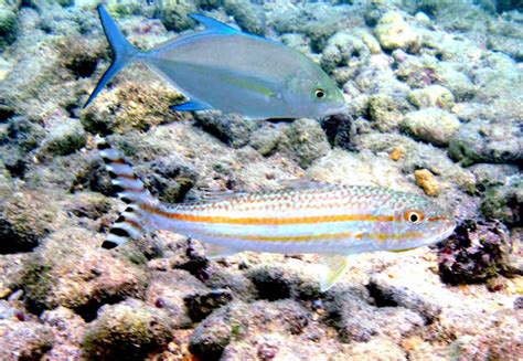 The Wayward Hawaiian The Nightmare Goatfish