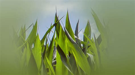 Rüyada Mısır Tarlası Görmek Ne Anlama Gelir? - Diyadinnet Rüya Tabirleri