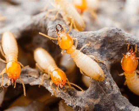 When Does Each Termite Species Swarm In San Antonio And Which Species