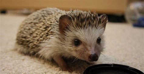 Thank you for stopping by my facebook page! Hedgies R Us | Hedgehogs for sale in Cincinnati, Ohio ...