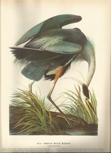 Original Vintage 1937 John James Audubon Birds Of America Etsy