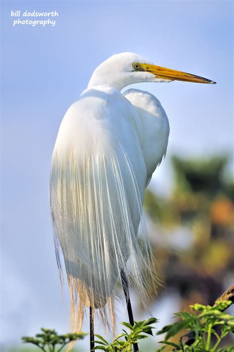Great White Egret White Egret Tropical Birds Birds