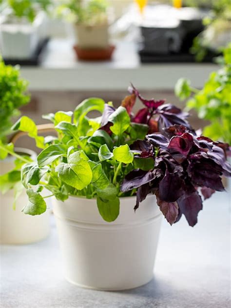 How To Grow Fresh Herbs Indoors In 5 Easy Steps Clean Green Simple