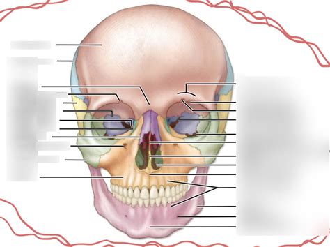 Facial Bones Diagram Quizlet