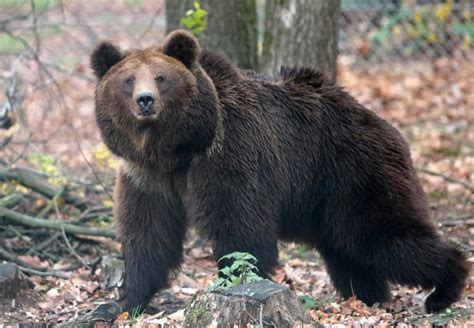 10 Facts About Brown Bears Help For Bears Topics Campaigns And Topics Four Paws In South